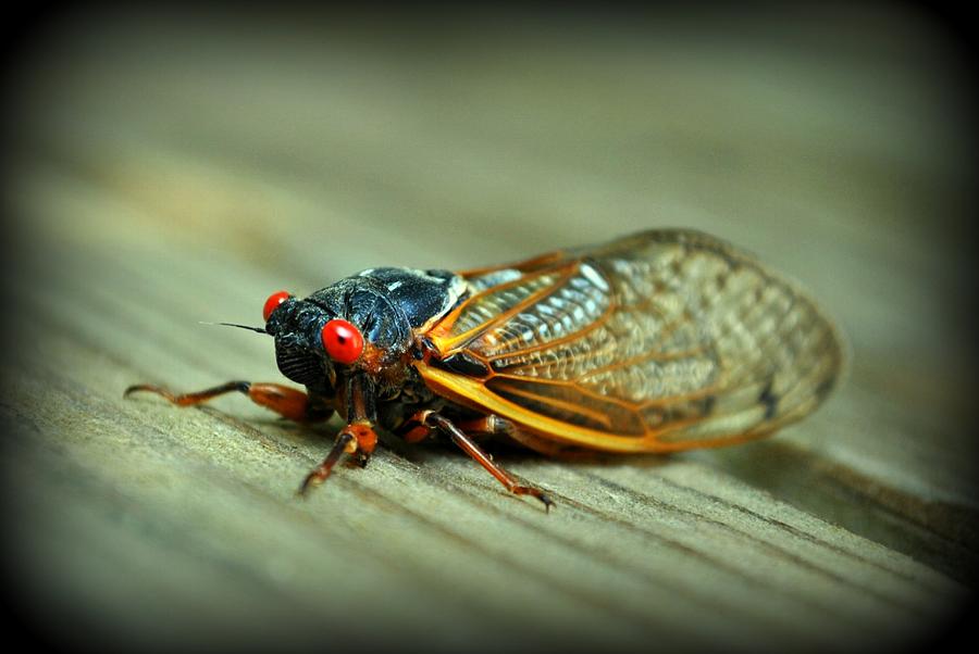 Red Eye Cicada Photograph by Kelly Nowak