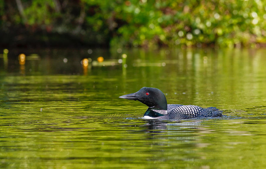 Red Eye Common Loon  Photograph by Jeff Sinon