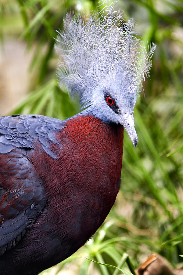 Head Photograph - Red eye by Goyo Ambrosio Head Photograph - Red eye by Goyo Ambrosio