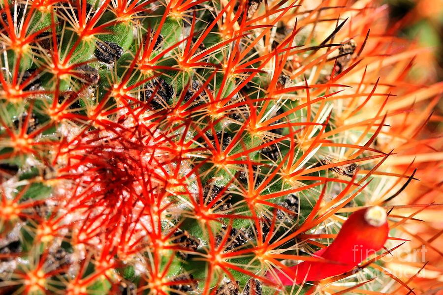 Southwest Cactus Red Eye Photograph by Tap On Photo