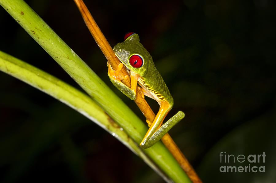 Red Eye Tree Frog Costa Rica Photograph by Carrie Cranwill