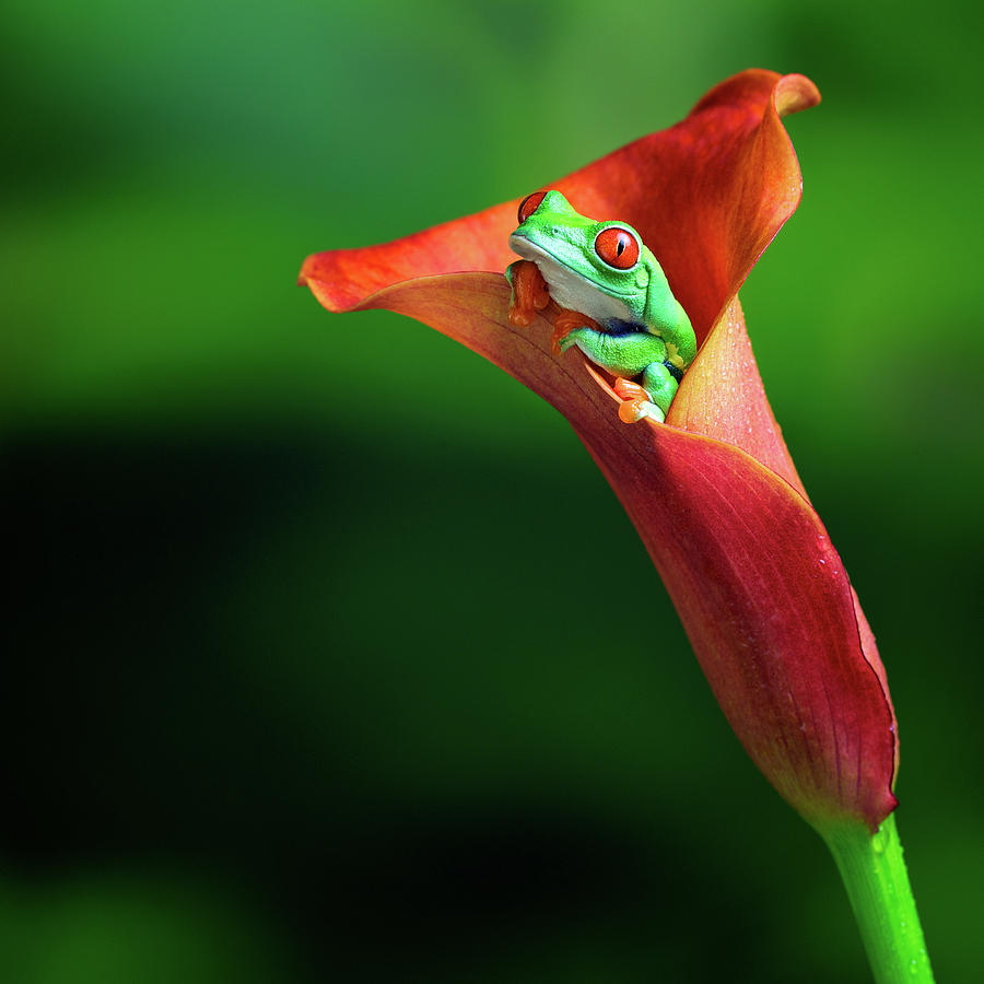 Red Eye Tree Frog Photograph by Markbridger