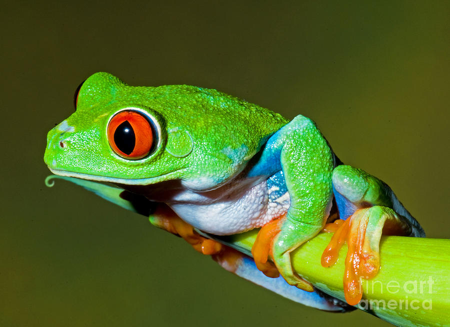 Red Eye Tree Frog Photograph by Millard H Sharp