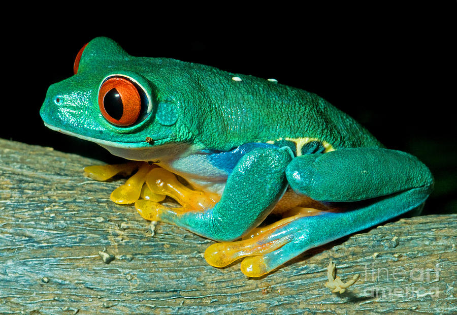Red Eye Tree Frog Photograph by Millard Sharp