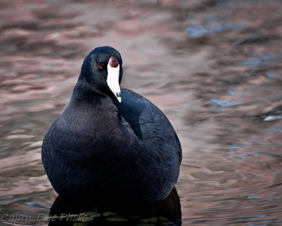 Red Eye Water Chicken Photograph by John Blanchard - Fine Art America