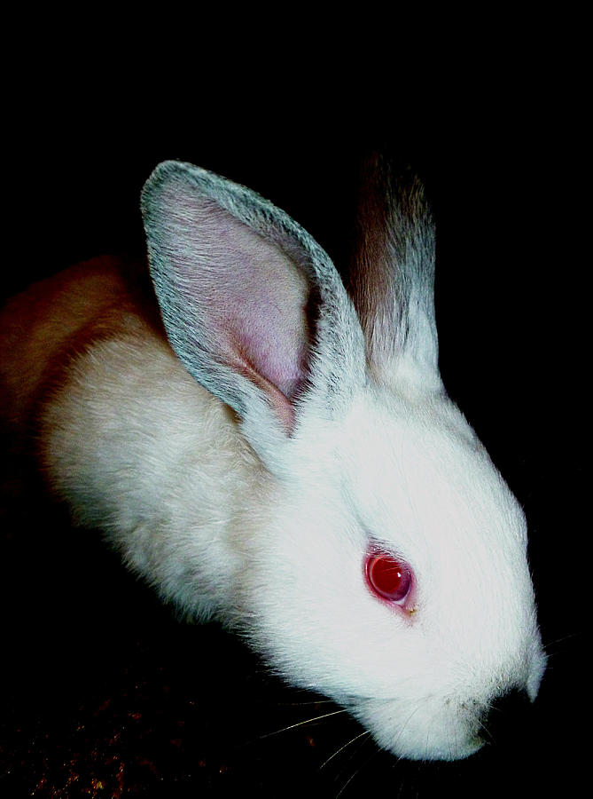 Red-eyed bunny Photograph by Rumiana Nikolova