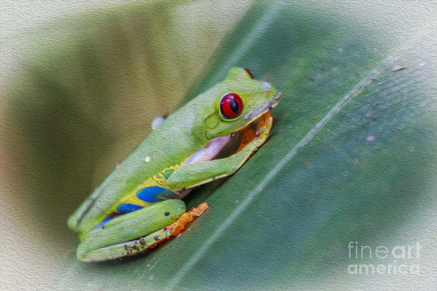 Red Eyed Frog Digital Art by Patricia Hofmeester