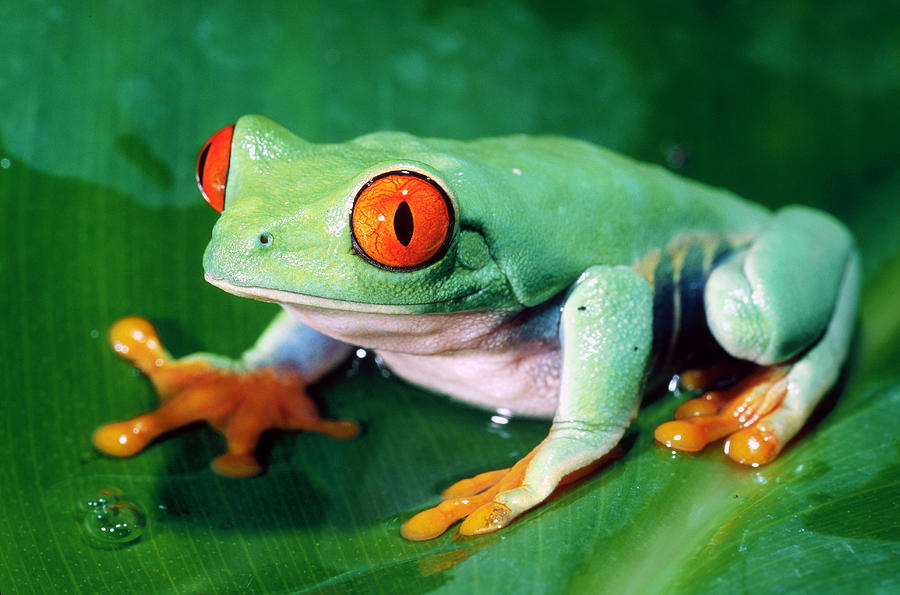 Red-eyed Green Tree Frog, Central Photograph by Richard Hansen | Fine ...