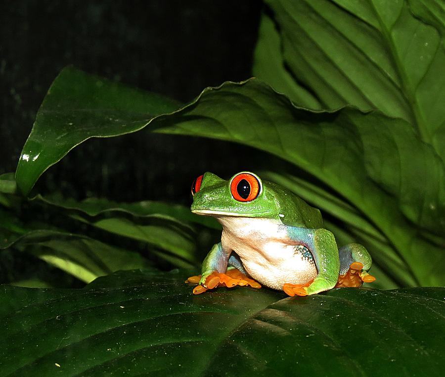 Red Eyed Green Tree Frog Photograph by MTBobbins Photography