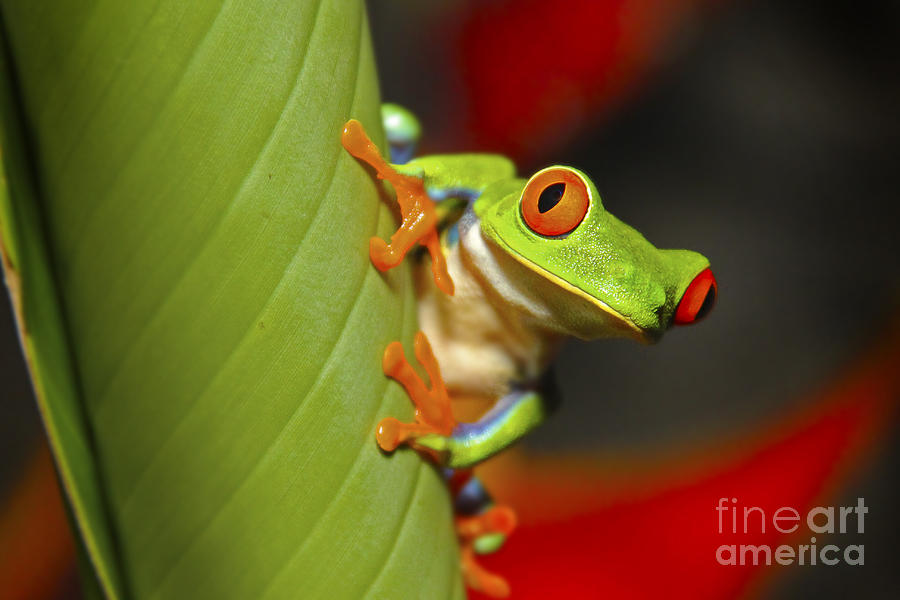 Red Eyed Leaf Frog Photograph by Bob Hislop