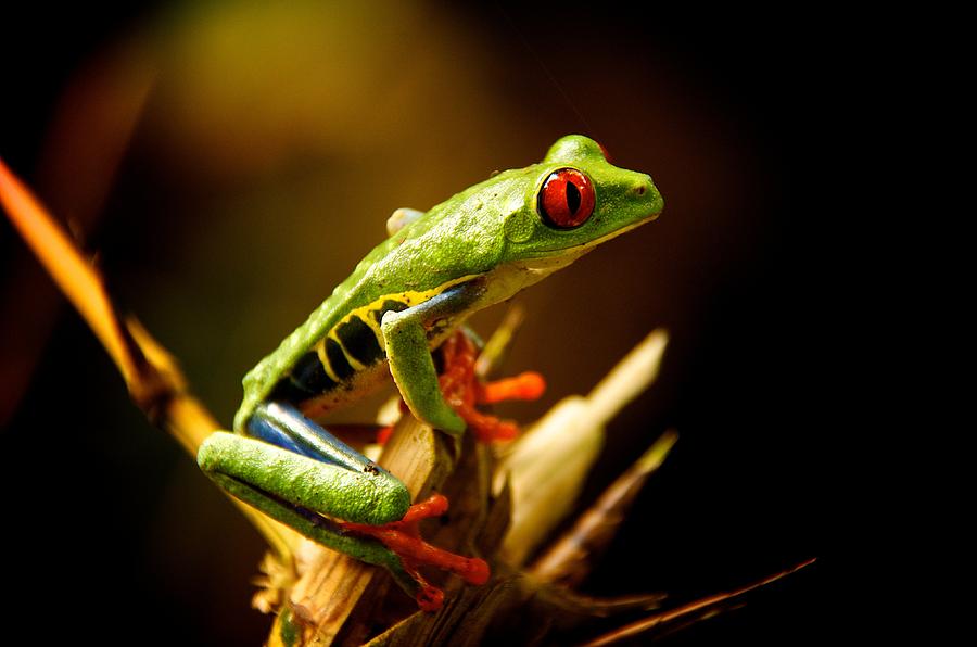 Wildlife Photograph - Red Eyed Leaf Frog by Gary Campbell