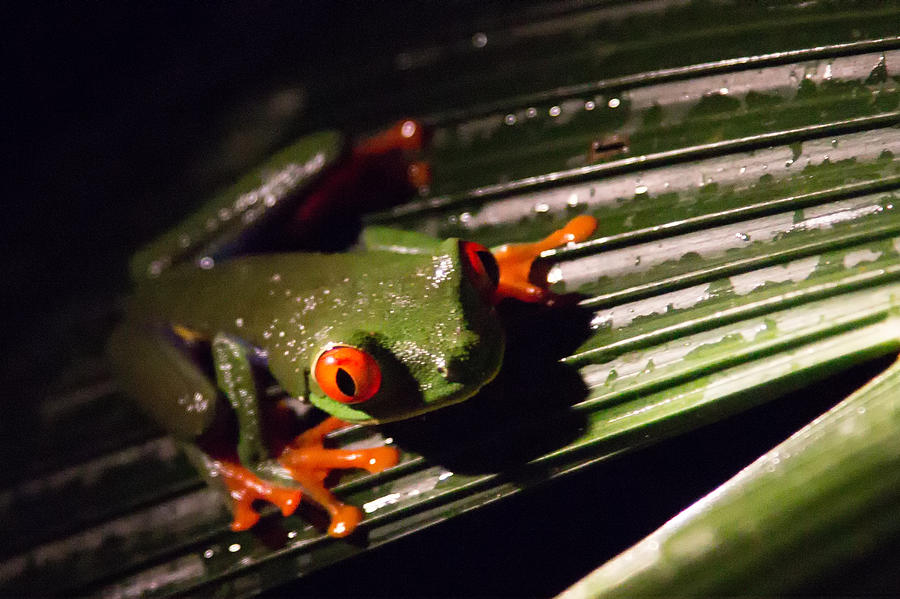 Red-eyed Leaf Frog Photograph by Natural Focal Point Photography