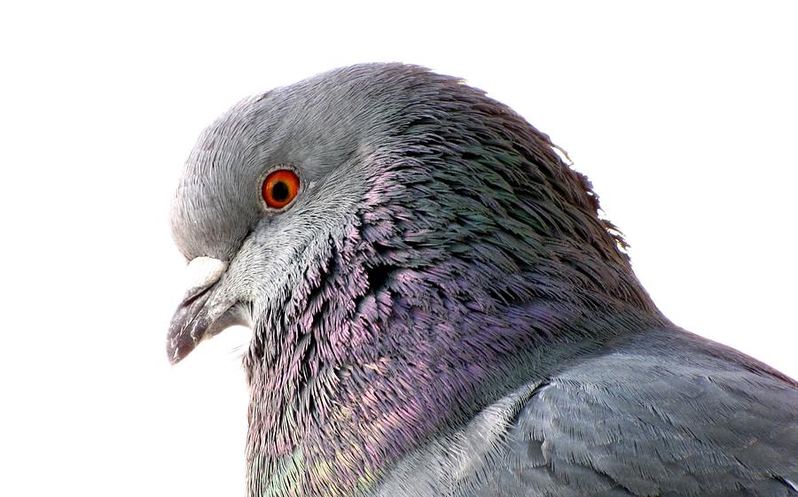 Red-Eyed Pigeon Photograph by Jennifer Wheatley Wolf