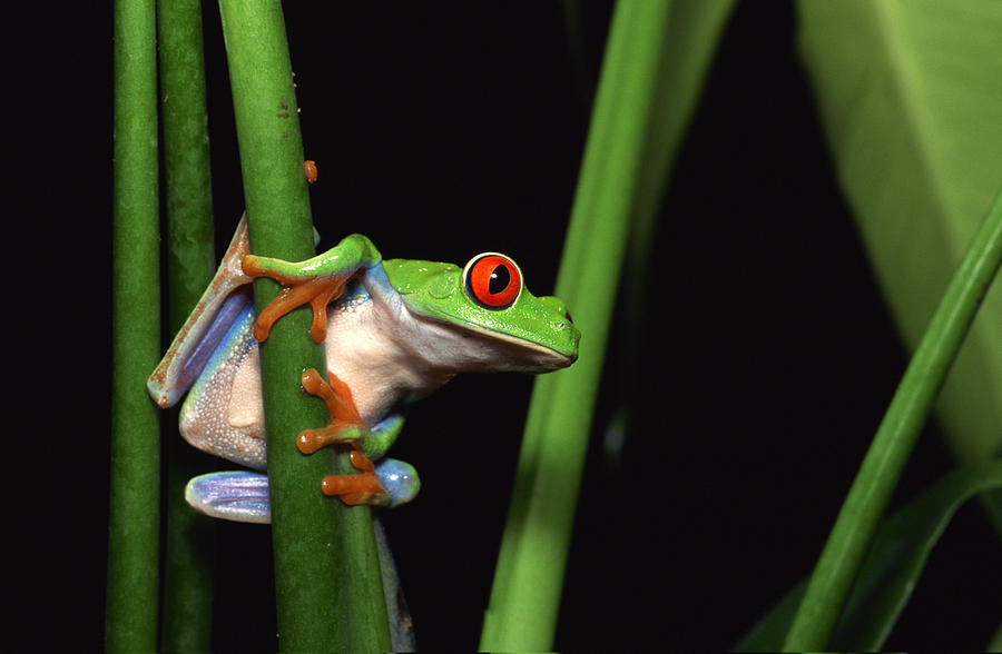 Red-eyed tree frog clinging to plant Photograph by Comstock Images