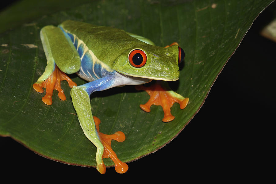 Red-eyed Tree Frog Costa Rica Photograph by Hiroya  Minakuchi