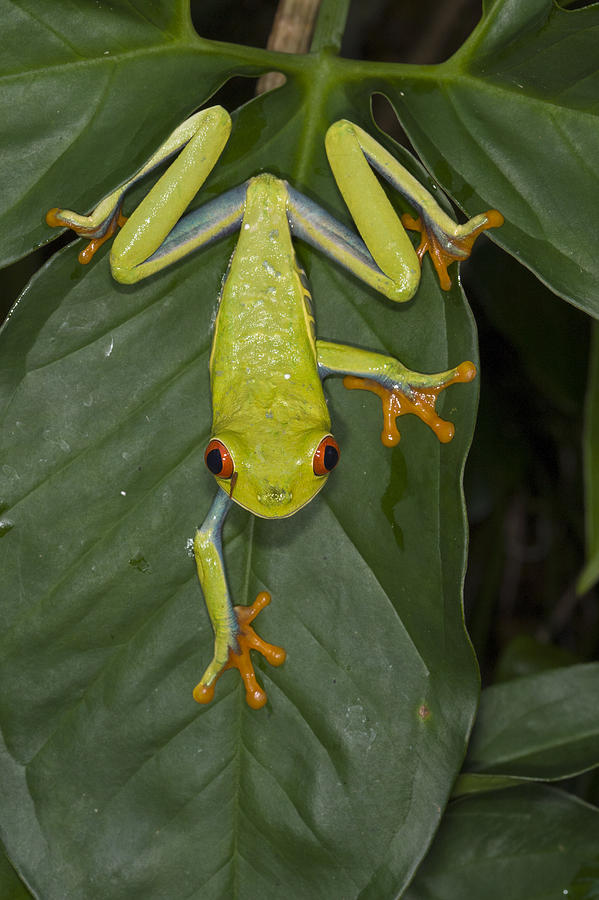 Red-eyed Tree Frog Costa Rica Photograph by Suzi  Eszterhas