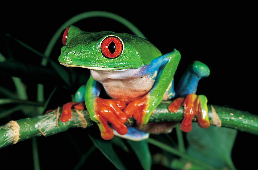 Amphibians Photograph - Red-eyed Tree Frog by Craig K. Lorenz