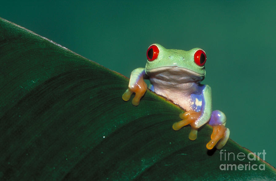 Amphibians Photograph - Red Eyed Tree Frog by David Davis