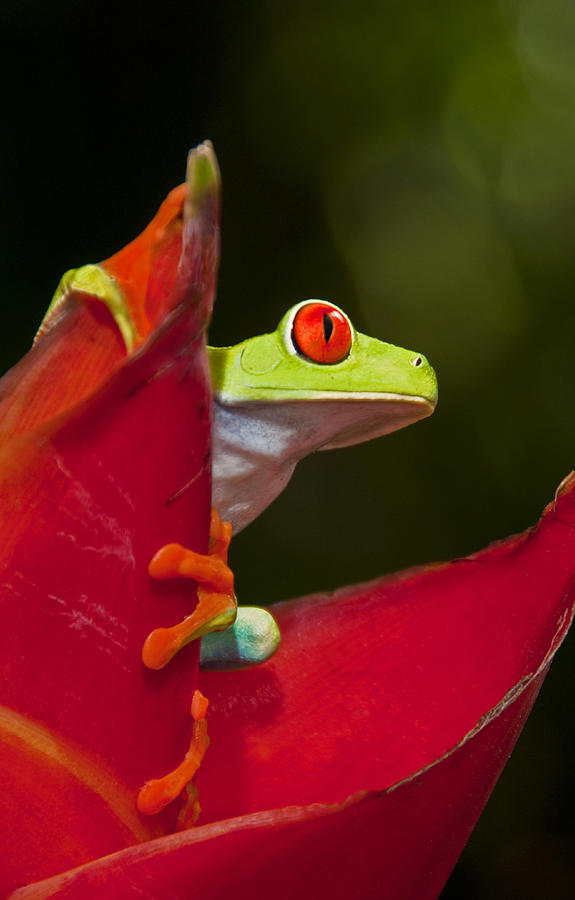 Red eyed tree frog 3 Photograph by Dennis Cox