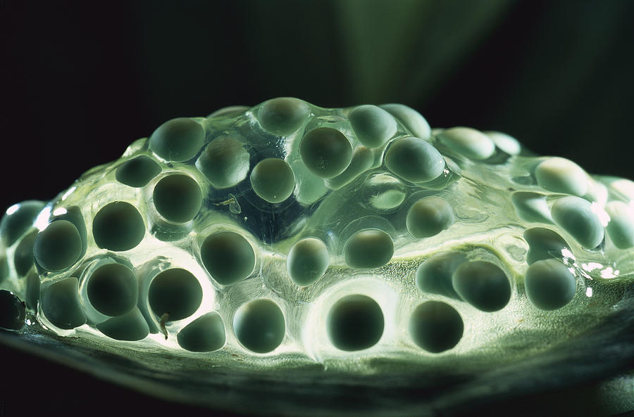Red-eyed Tree Frog Eggs Photograph by Heidi & Hans-Juergen Koch