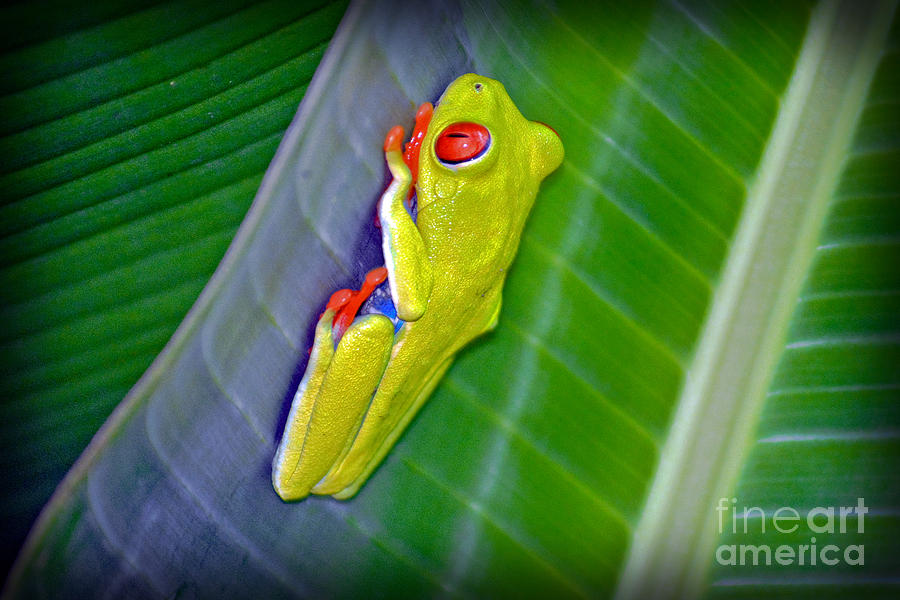 Wildlife Photograph - Red-Eyed Tree Frog by Gary Keesler