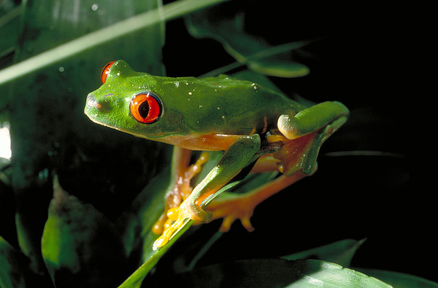 Red Eyed Tree Frog Photograph by Gary Retherford