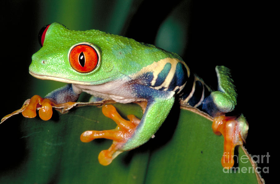 Red Eyed Tree Frog Photograph by Gregory G. Dimijian