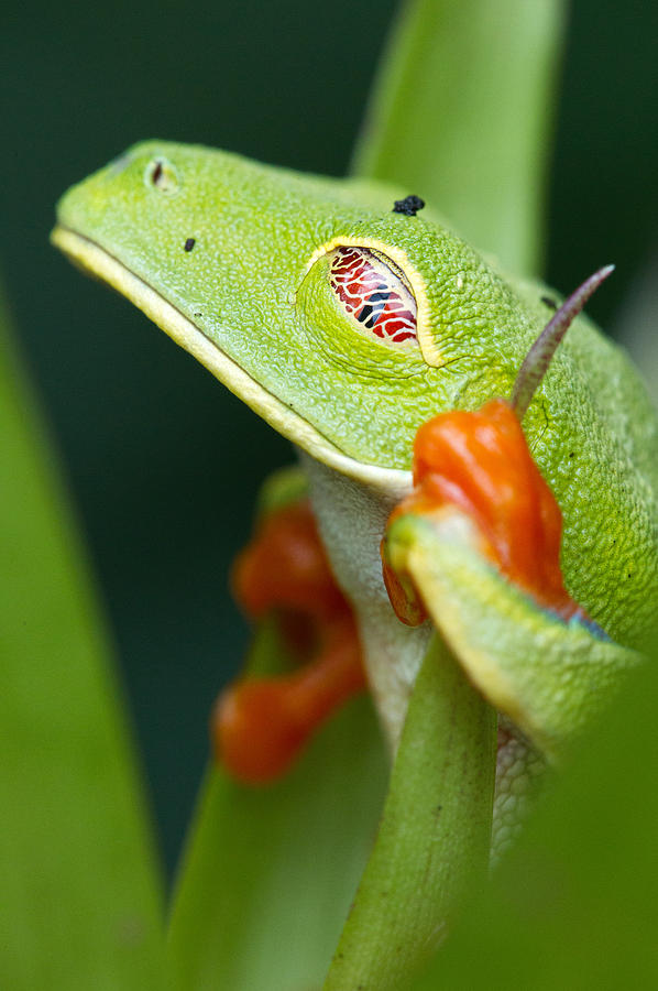 Nature Photograph - Red-Eyed Tree Frog by Max Waugh