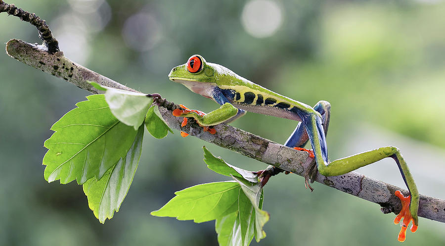 Red-eyed Tree Frog Photograph by Nicolas Reusens/science Photo Library