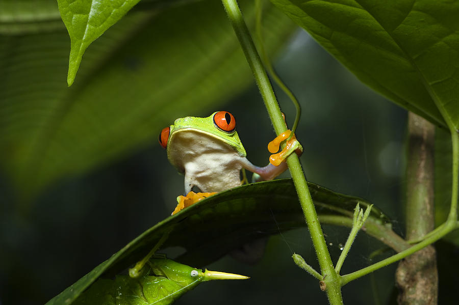 Red-eyed Tree Frog On Leaf Costa Rica Photograph by Konrad Wothe