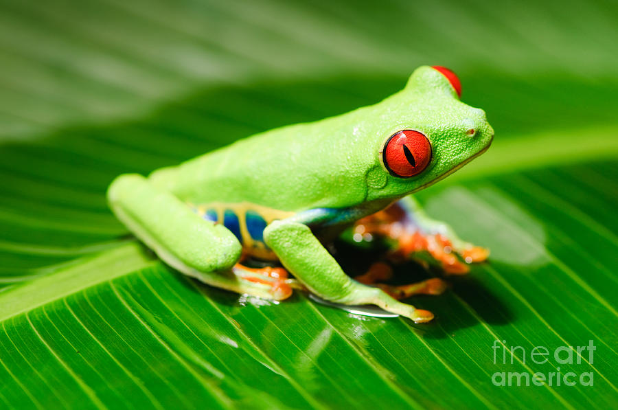 Red-eyed tree frog Photograph by Oscar Gutierrez