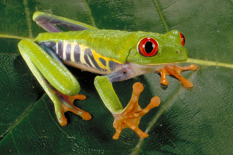 Red Eyed Tree Frog Photograph by Paul Zahl