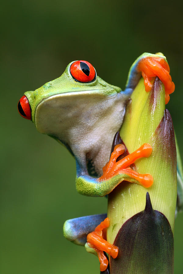 Red-eyed Tree Frog Peeping Around Plant Photograph by Mark Kostich