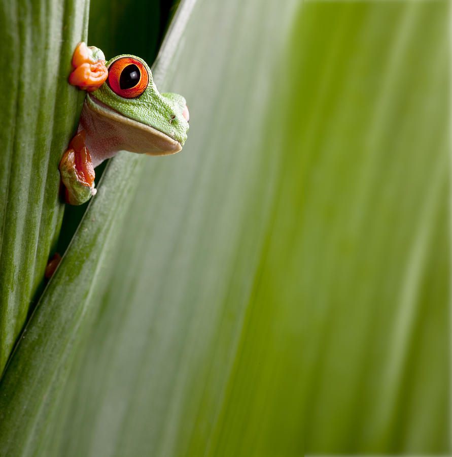 Jungle Photograph - Red Eyed Tree Frog Peeping by Dirk Ercken