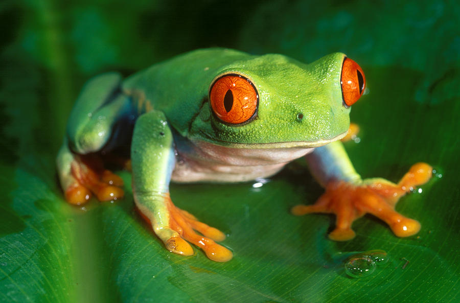 Red-eyed Tree Frog Photograph by Richard Hansen