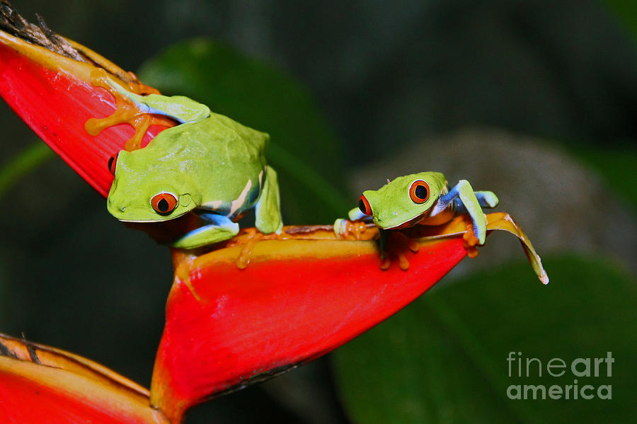 Red eyed tree frogs Photograph by Bob Hislop