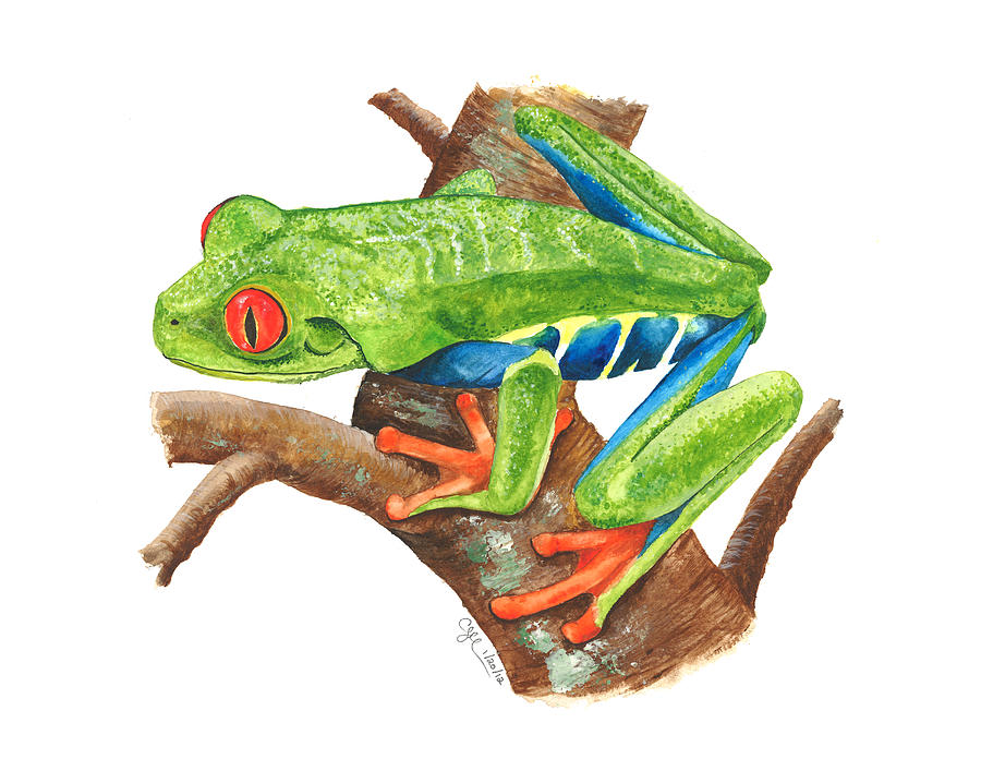 Red-eyed Treefrog Painting by Cindy Hitchcock