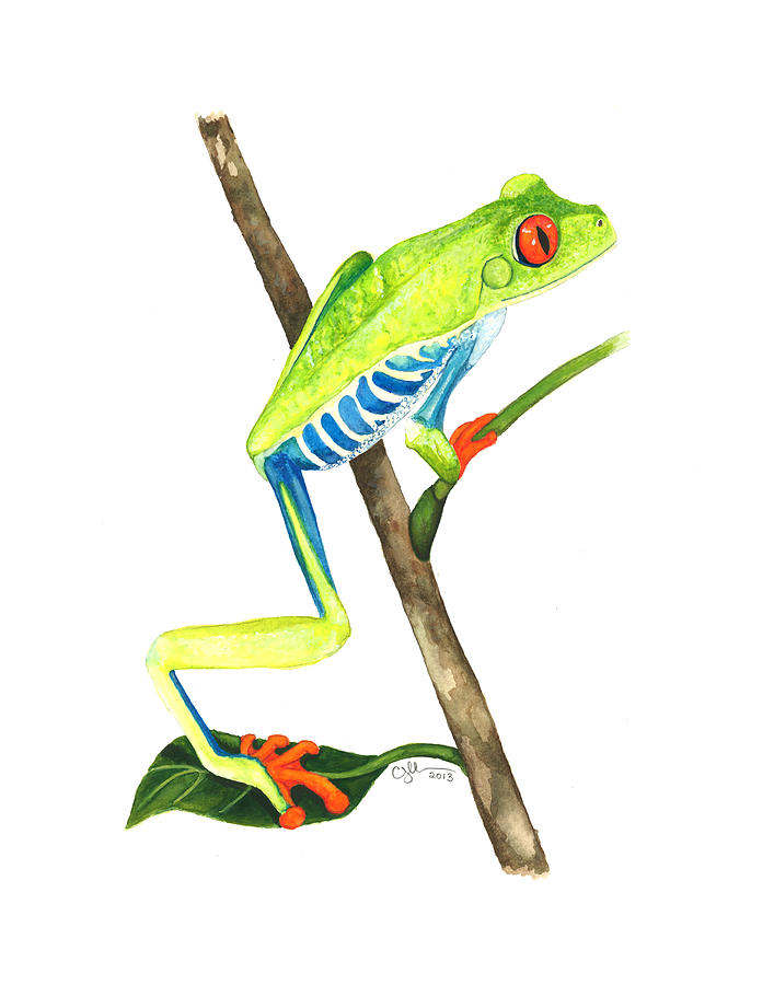 Red-eyed Treefrog from La Selva Painting by Cindy Hitchcock