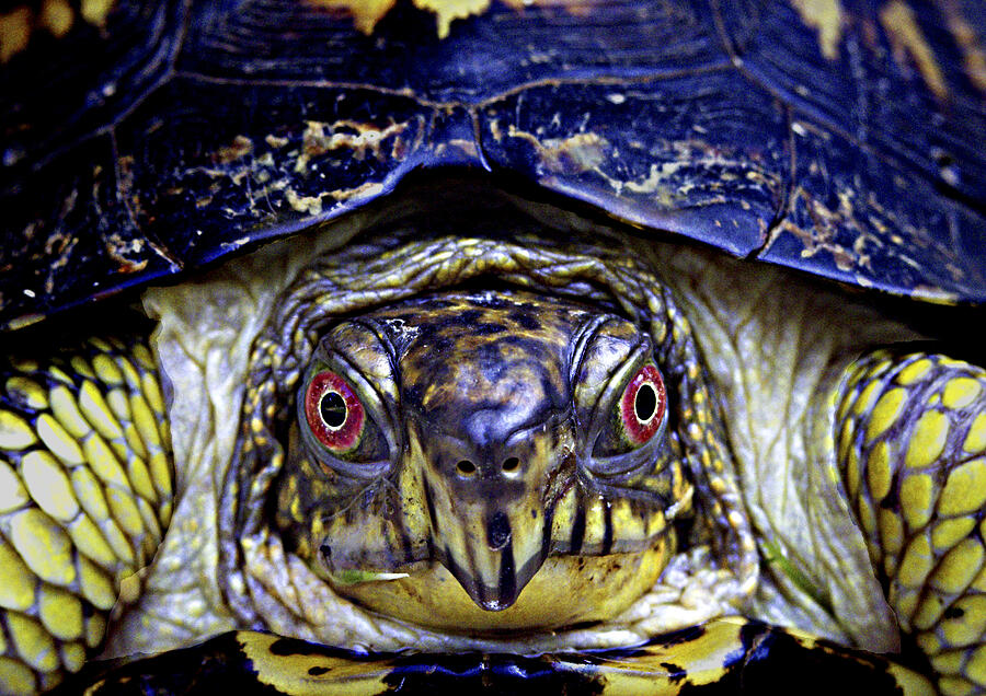 Red eyed turtle  Photograph by Paul W Faust -  Impressions of Light