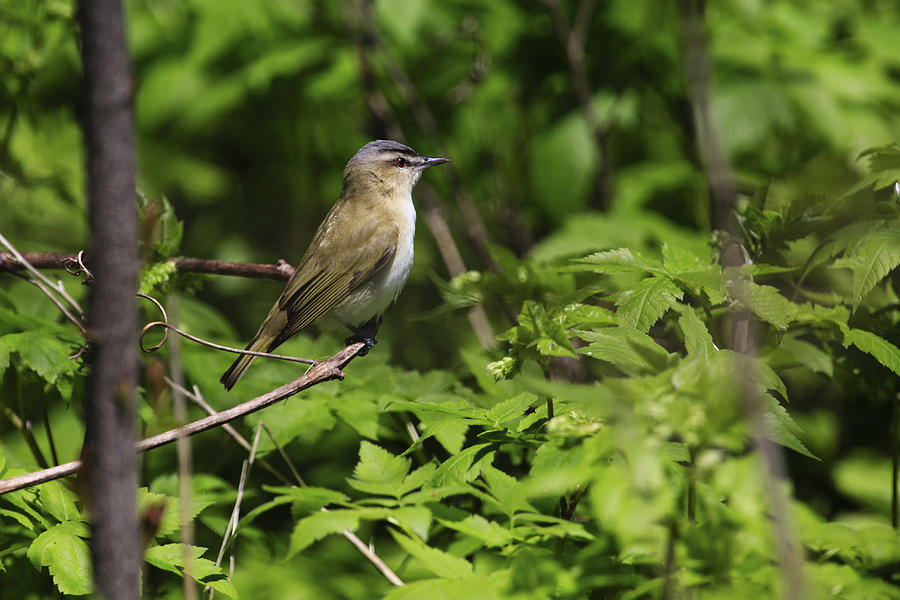 Red-eyed Vireo Photograph by Gary Hall