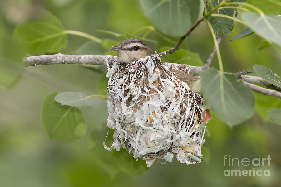Red-eyed Vireo In Nest Photograph by Linda Freshwaters Arndt