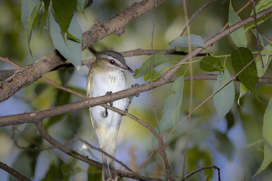 Red Eyed Vireo Photograph by Jack R Perry