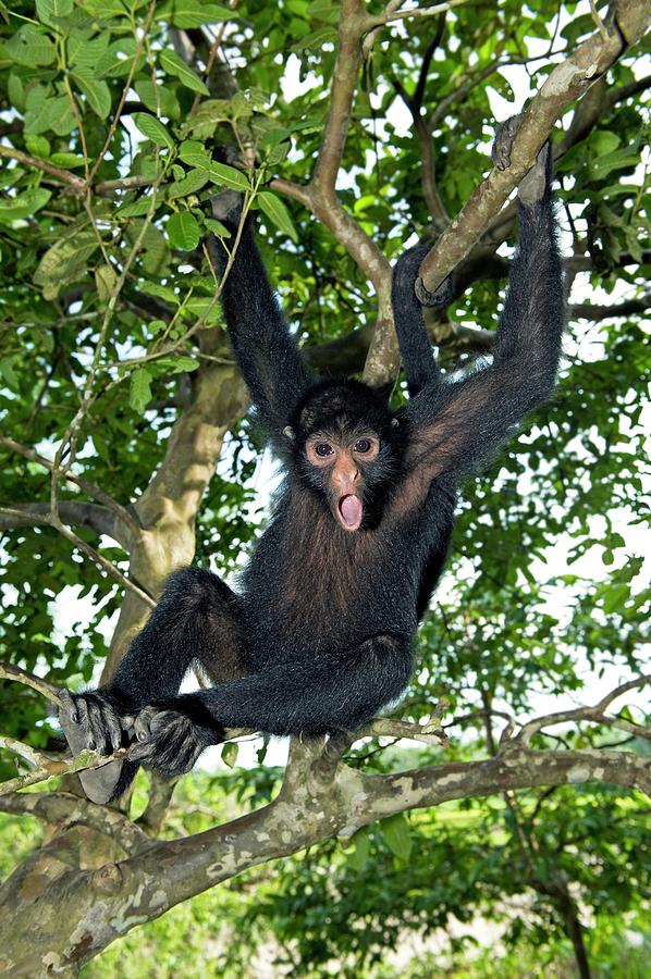 Nature Photograph - Red-faced Black Spider Monkey by Tony Camacho/science Photo Library