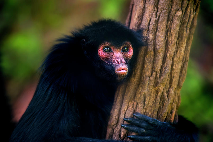 File:Macaco-Aranha (Red-Faced Spider Monkey).jpg - Wikipedia