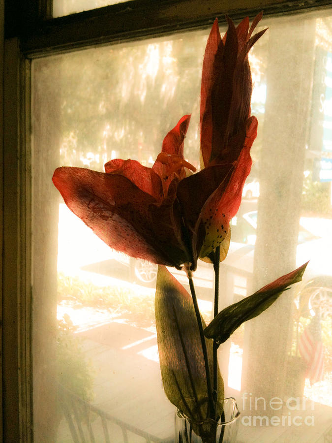 Red Fading Flower  Photograph by Patricia Greer