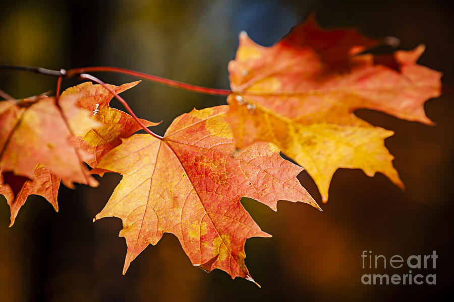 Red fall maple leaves Photograph by Elena Elisseeva