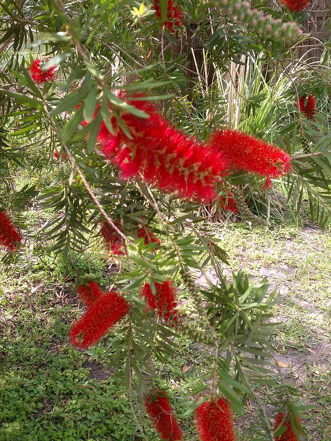 Red Feather Bush Photograph by Fortunate Findings Shirley Dickerson