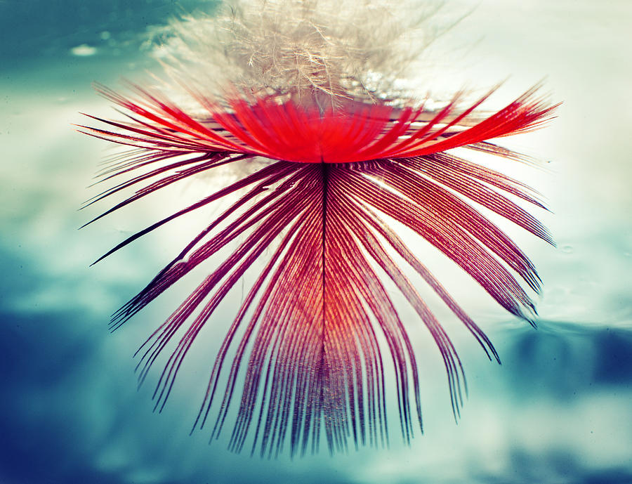 Up Movie Photograph - Red Feather by Ivan Vukelic