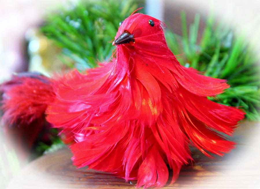 Bird Photograph - Red Feathers by Cynthia Guinn