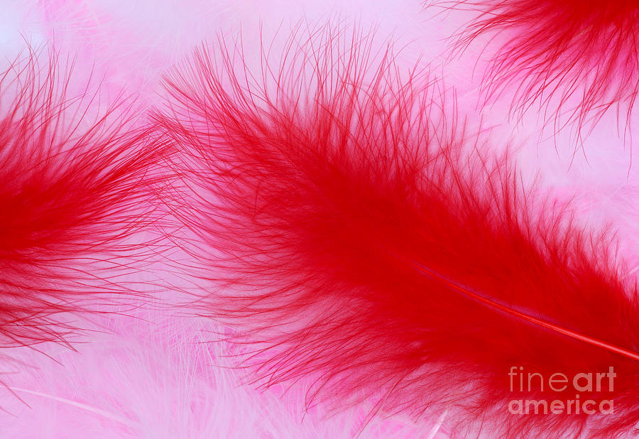 Red feathers on pink Photograph by Rosemary Calvert - Pixels